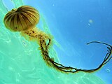 Medusa Bruna (Chrysaora Hysoscella) fotografata sul basso fondale di Lido Gandoli, in Marina di Leporano (Taranto)