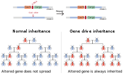 Kolme kaaviota, joista ensimmäinen kuvaa geeniajurin kopiointia vastinkromosomiin. Aluksi vain toisessa kromosomissa on geeniajuri, lopuksi molemmissa. Toinen kaavio havainnollistaa, kuinka ilman geeniajuria alleelilla on 50 prosentin todennäköisyys levitä jälkeläiselle. Kolmas kaavio kuvaa, kuinka geeniajurin kanssa alleelin perivät lähes kaikki jälkeläiset.
