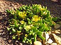 Miniatura para Glottiphyllum depressum