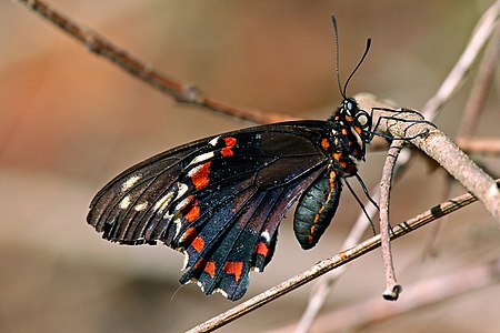 Gold rim swallowtailBattus polydamas jamaicensisJamaica