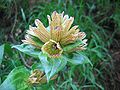 Gentiane ponctuée (Gentiana punctata)