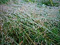 Gouttes d'eau sur brins d'herbe, Nedde (23 septembre 2007)