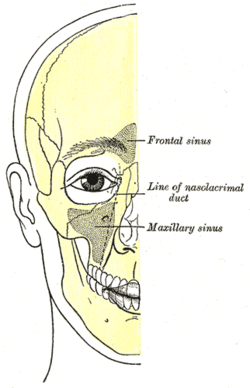 Mastoid antrum