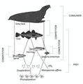 Image 24Classic food web for grey seals in the Baltic Sea containing several typical marine food chains (from Marine food web)