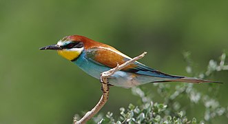 European bee-eater