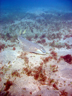 Guitarfish marsa alam.jpg