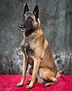 Malinois