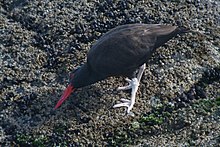 Huîtrier noir (Haematopus ater)