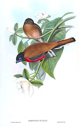 Bruinrugtrogon