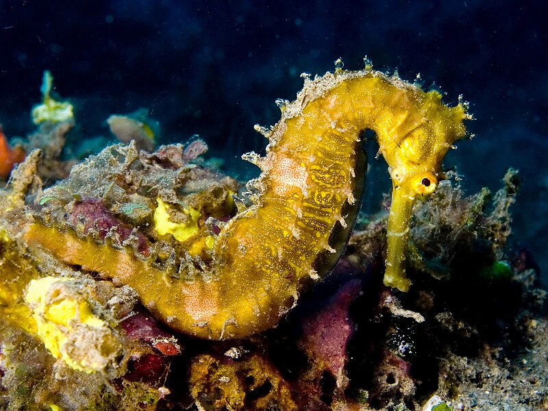 Fájl:Hippocampus hystrix (Spiny seahorse) yellow.jpg