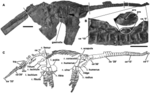 Miniatura para Eoplesiosaurus