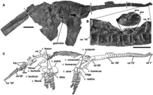 Голотип Eoplesiosaurus antiquior.png