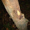 A huge tree ant