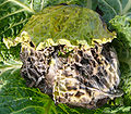 Hyaloperonospora brassicae on cabbage