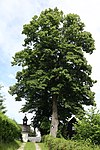 Sommerlinden (Tilia platyphyllos)