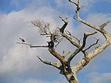 Ibis - Jonathan Dickinson State Park