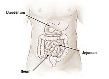 Illu-malgranda intestine.jpg