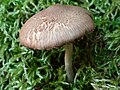 !! Inocybe flocculosa !!