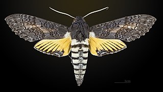 Dorsal