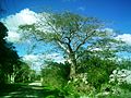 Kankabchén (Tixkokob), Yucatán.