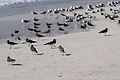 Аденские чайки на пляже, Оман