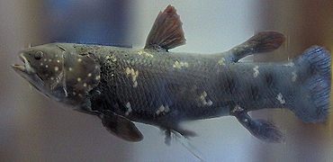 Sarcopterygii Coelacanth