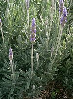 Miniatura para Lavandula dentata