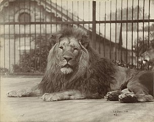 London Zoo, 1889, Thomas James Dixon