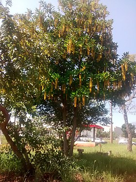 L. lactescens na rua do Restaurante Saturnino na UNICAMP, Campinas - SP, Brasil.