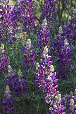 Kalvinis lubinas (Lupinus albifrons)