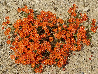 Mouron de Monel à fleurs orange. (définition réelle 3 067 × 2 300)