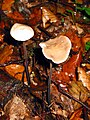 Mycetinis sin. Marasmius alliaceus