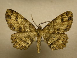 Melanolophia sadrinaria