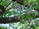 Bead Tree -- Melia azedarach
