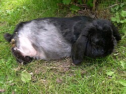 Merlin the English Lop rabbit lies down in the grass.jpg