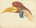 荷属东印度自然协会（荷兰语：Natuurkundige Commissie voor Nederlands-Indië）于1820年代绘制的雄鸟图画