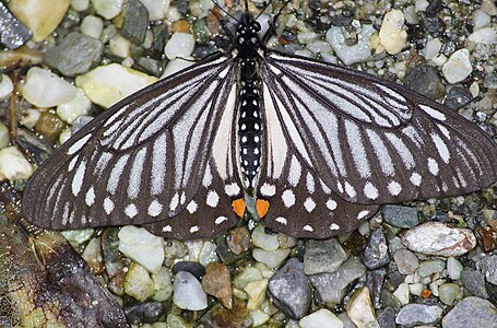 Dorsal view