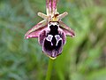 Ophrys reinholdii.jpg