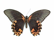 Papilio deiphobus Linnaeus, 1758.JPG