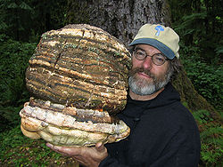 Paul Stamets holding Fomitopsis officinalis