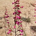 Flowers of Penstemon × parishii