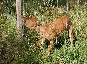 English: Pharaoh Hound trying to get trought t...