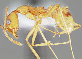 Pheidole vistana