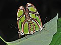 Fotografia de P. dido, macho e fêmea em acasalamento, mostrando o fraco dimorfismo sexual neste gênero de borboletas.