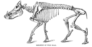 Skeleton of wild boar