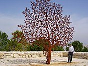 For is the tree of the field man (2003)