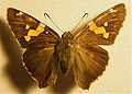 Silver-spotted Skipper, Epargyreus clarus