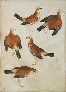 Pisanello, Cinq geais des chênes, aquarelle, plume et encre brune, XVe siècle Codex Villardi.