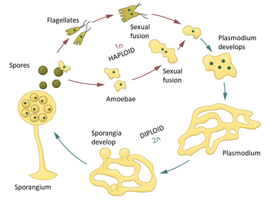 Life cycle of a plasmodial slime mold. Haploid gametes undergo sexual fusion to form a diploid cell. Its nucleus divides (but the cell does not) to form a multinucleate plasmodium. Meiosis halves the number of chromosomes to form haploid cells with just one nucleus. Plasmodial slime mold life cycle English.png