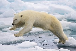 Бір мұздықтан келесі мұздыққа секіру үстіндегі ақ аю (Ursus maritimus). Шпицберген. Норвегия.